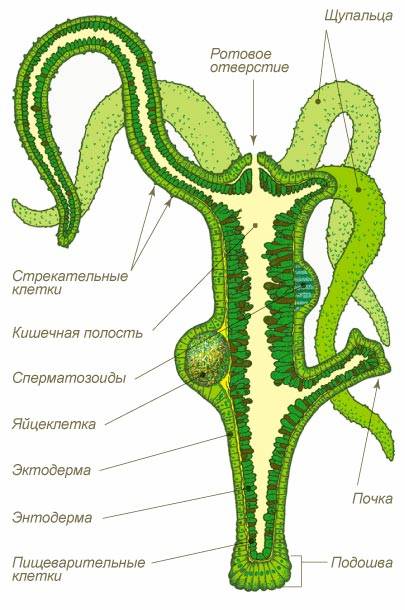 Магазин kraken даркнет